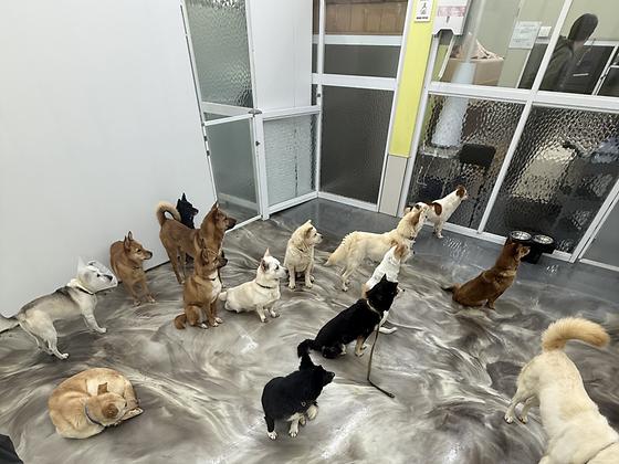 치원하우스) 유기견에게 따스한 손길을, <치원이 만나러 갈개>